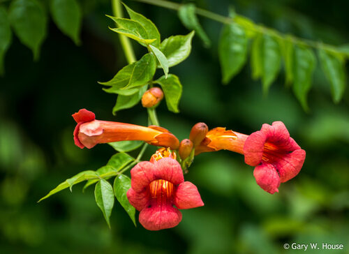 Ipomoea adenioides (Trumpet-flower) — photo