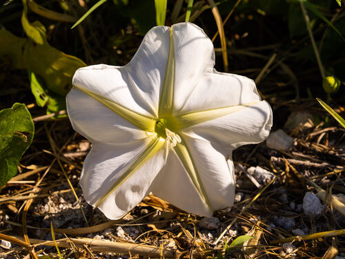 Ipomoea alba (Moonflower) — photo