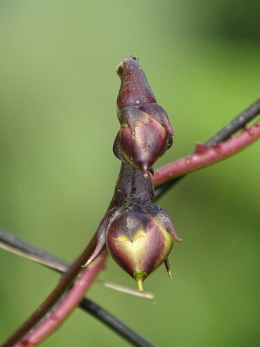 Ipomoea alba (Moonflower) — photo