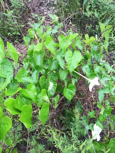 Ipomoea alba
