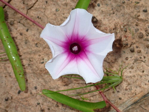 Ipomoea aquatica (Kangkong) — photo