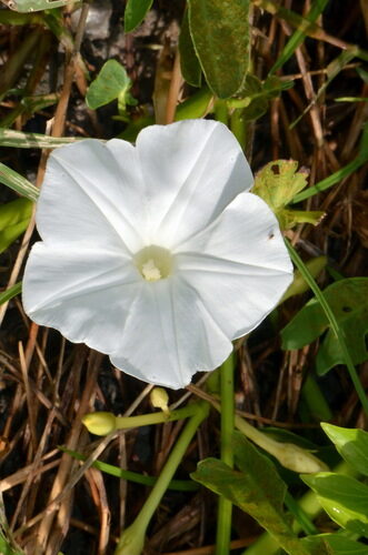 Ipomoea aquatica (Kangkong) — photo