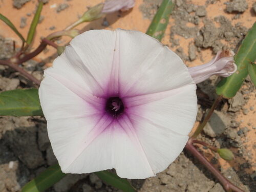 Ipomoea aquatica