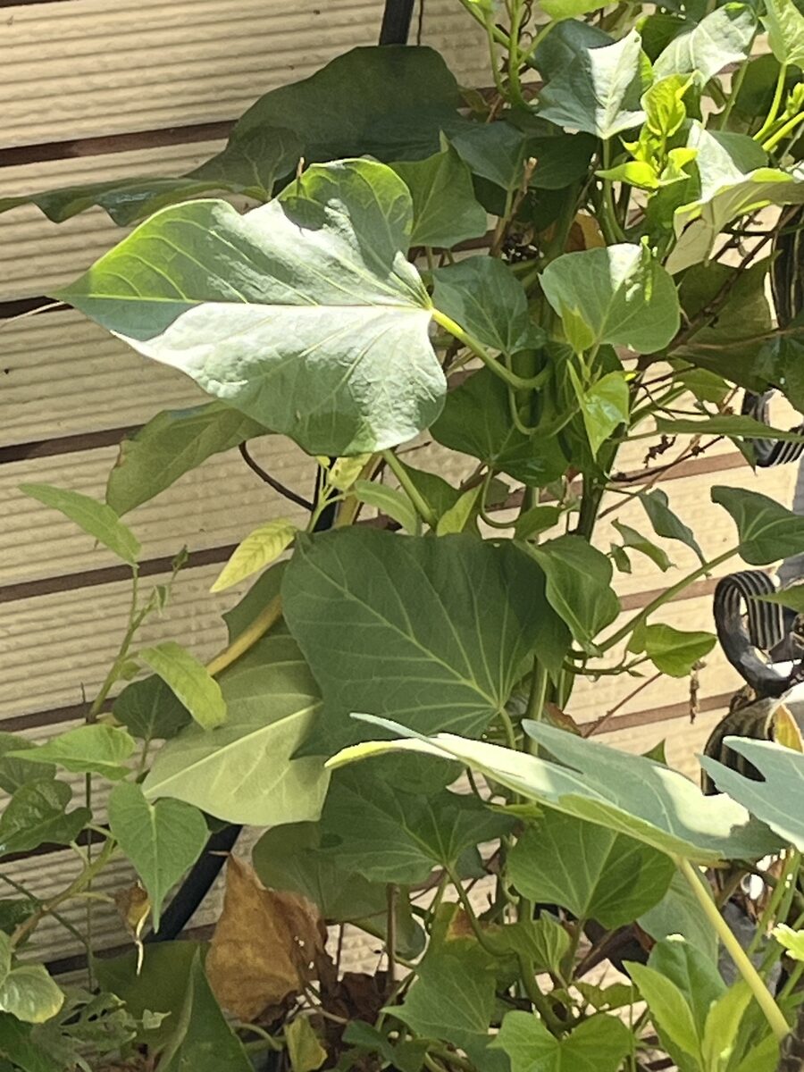 Ipomoea batatas - (L.)Poir. (Sweet Potato) — photo