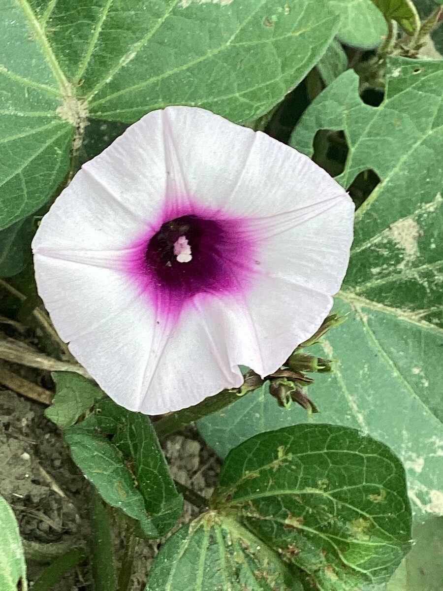 Ipomoea batatas - (L.)Poir. (Sweet Potato) — photo