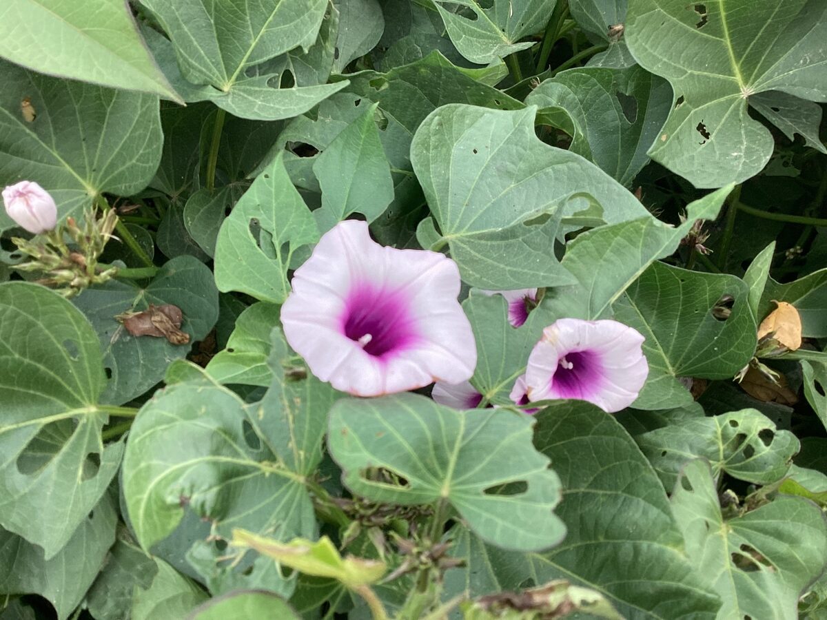 Ipomoea batatas - (L.)Poir.