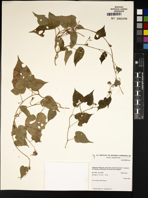 Ipomoea cf. congesta (Thua tum huu) — photo