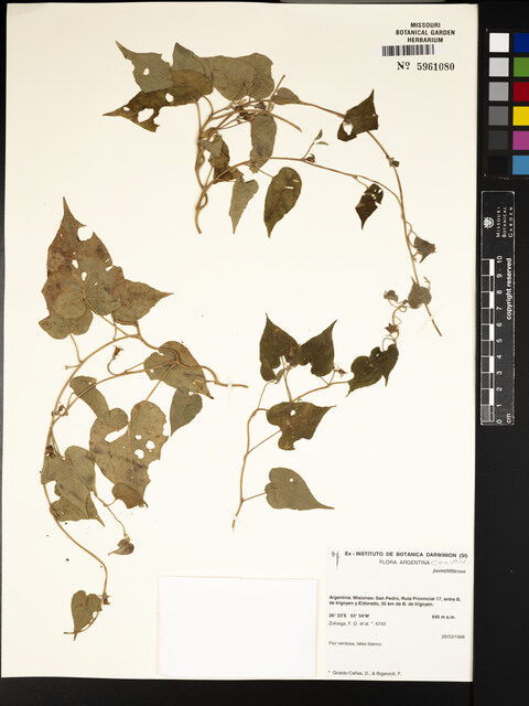 Ipomoea cf. congesta (Thua tum huu) — photo