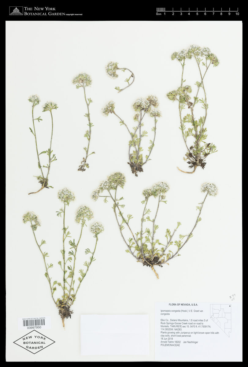 Ipomoea cf. congesta