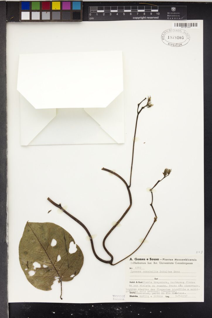 Ipomoea consimilis — photo