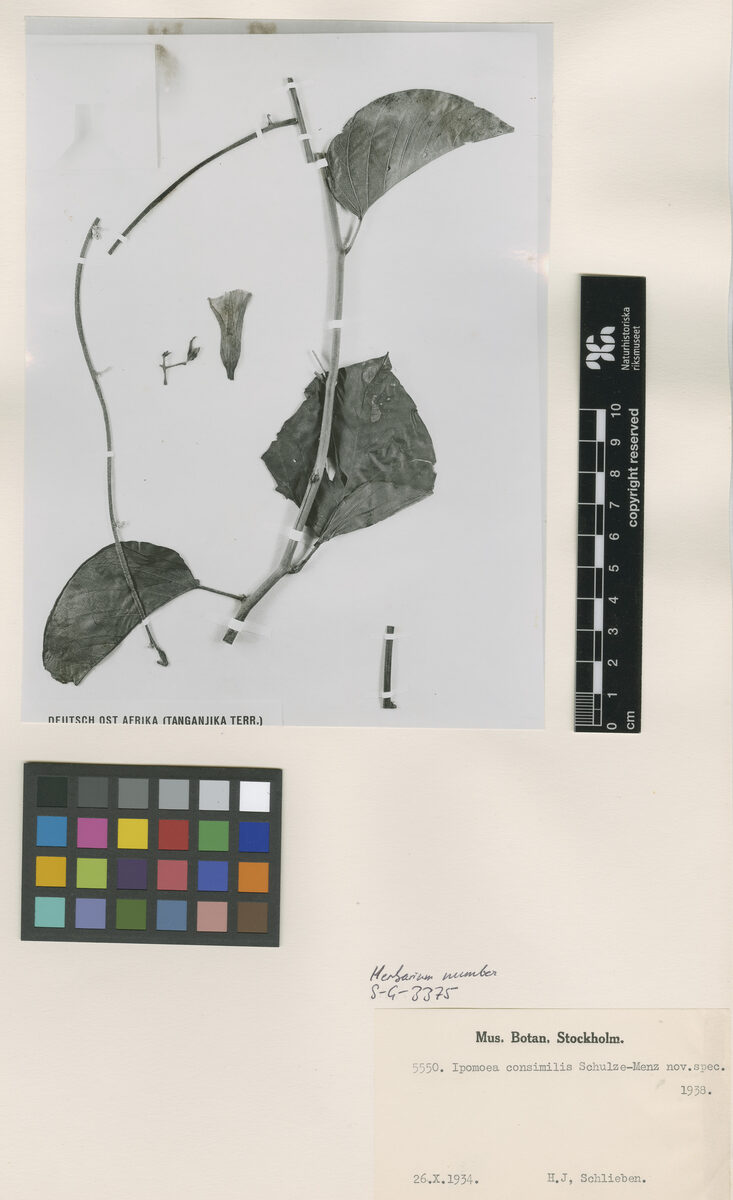 Ipomoea consimilis — photo