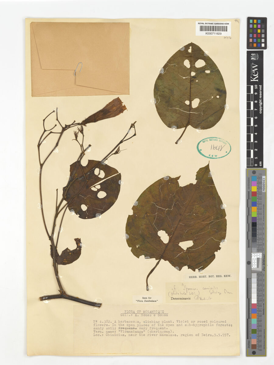 Ipomoea consimilis
