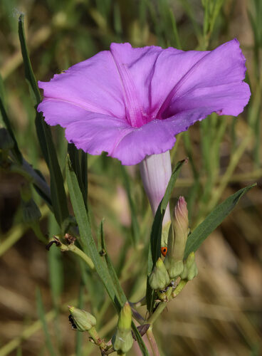 Ipomoea leptophylla (Bush Moon Flower) — photo