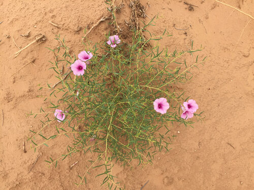 Ipomoea leptophylla