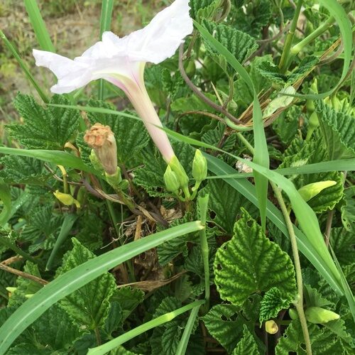 Ipomoea macrorhiza — photo