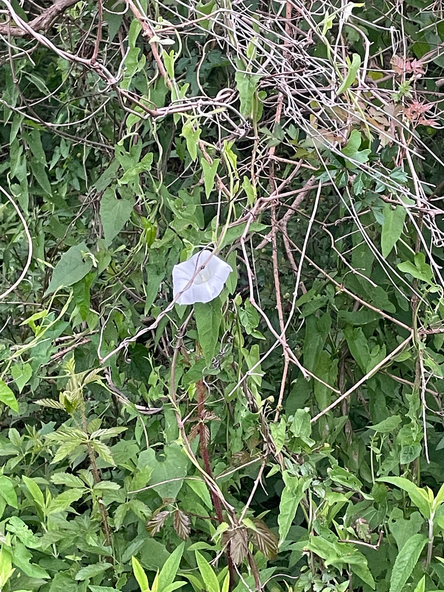 Ipomoea pandurata - (L.)G.Mey. (Wild Potato Vine) — photo