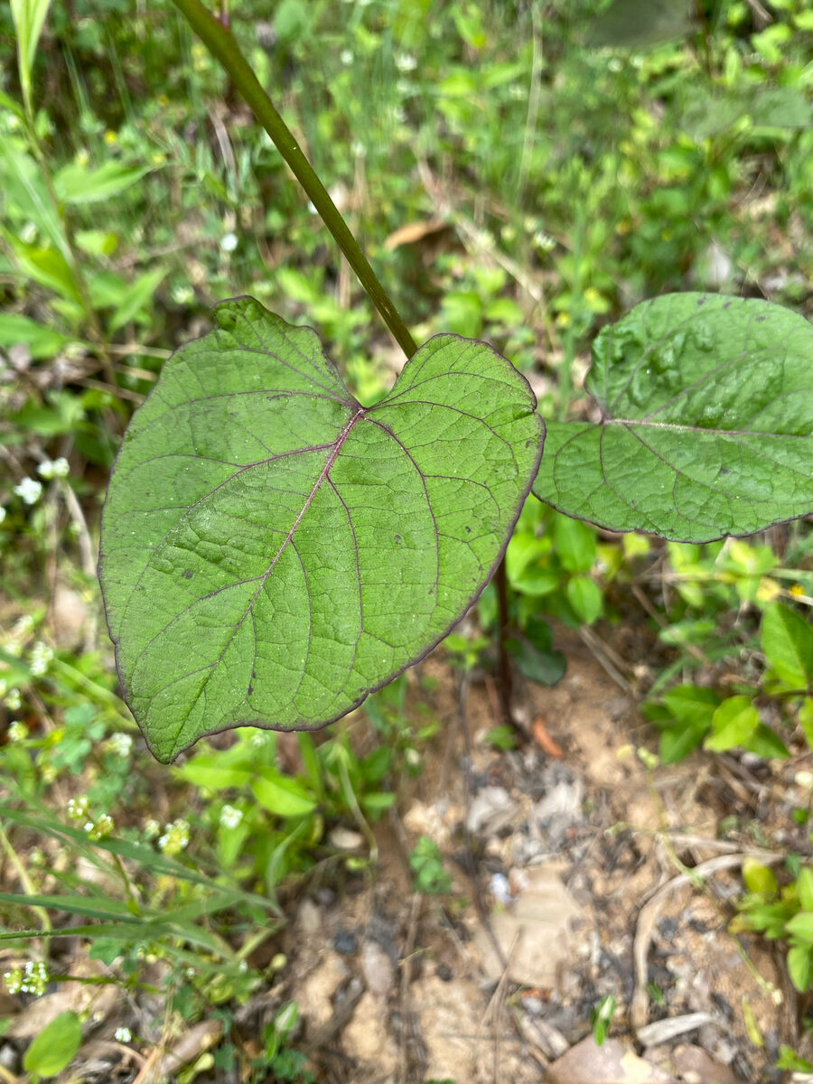 Ipomoea pandurata - (L.)G.Mey. (Wild Potato Vine) — photo