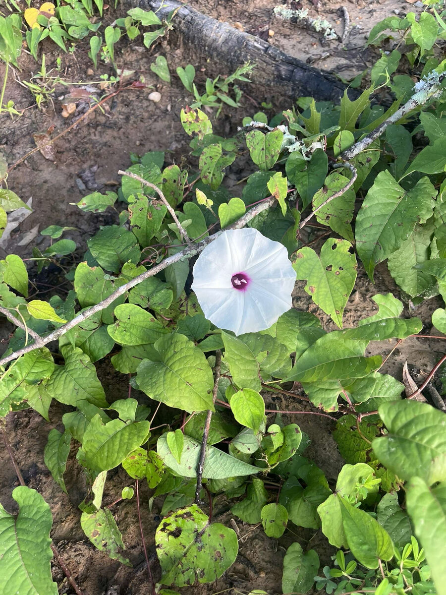 Ipomoea pandurata - (L.)G.Mey.
