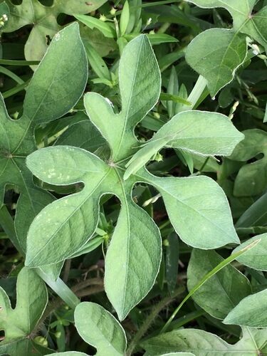 Ipomoea pes-tigridis (Tiger-foot morning glory) — photo