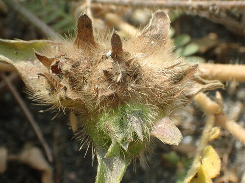Ipomoea pes-tigridis (Tiger-foot morning glory) — photo