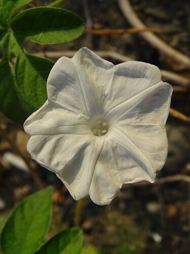 Ipomoea pes-tigridis
