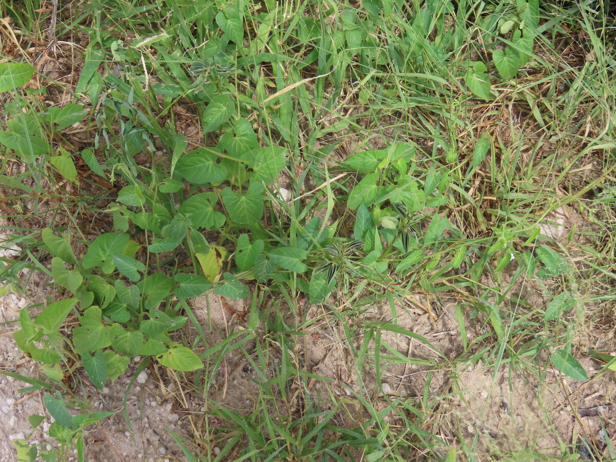 Ipomoea plebeia subsp. africana — photo
