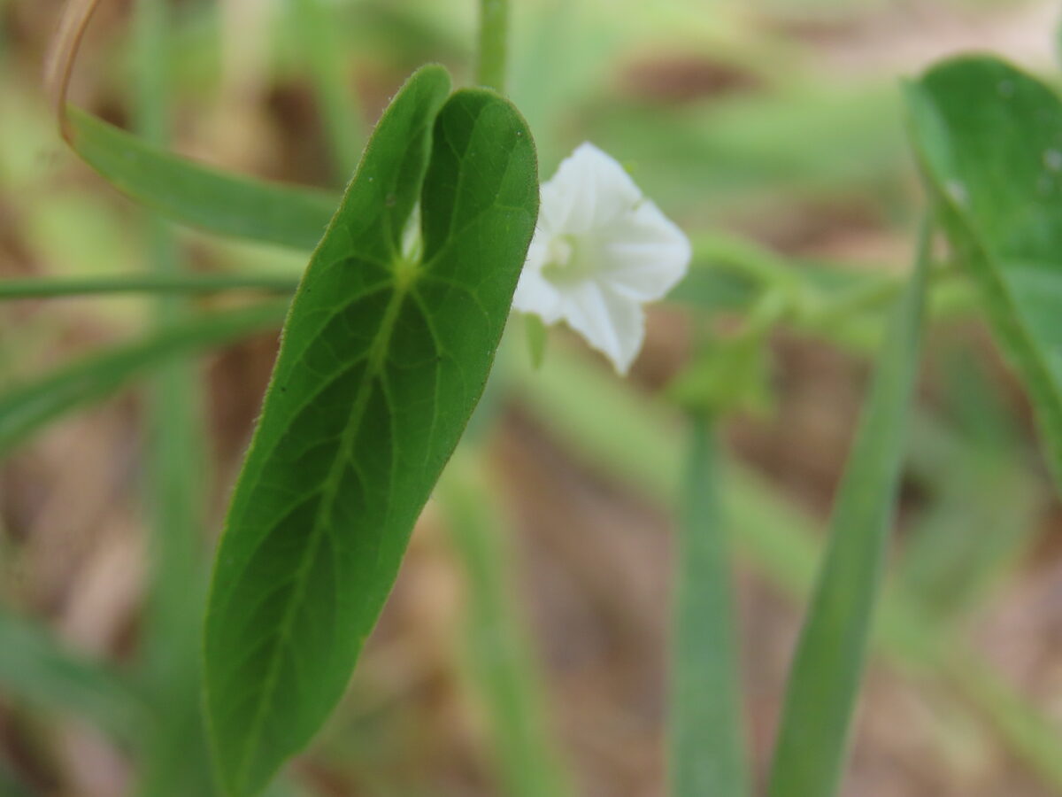 Ipomoea plebeia subsp. africana — photo