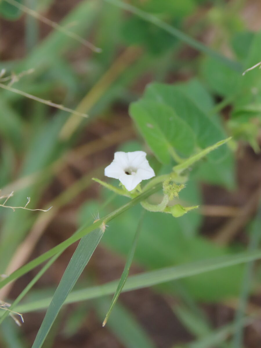 Ipomoea plebeia subsp. africana