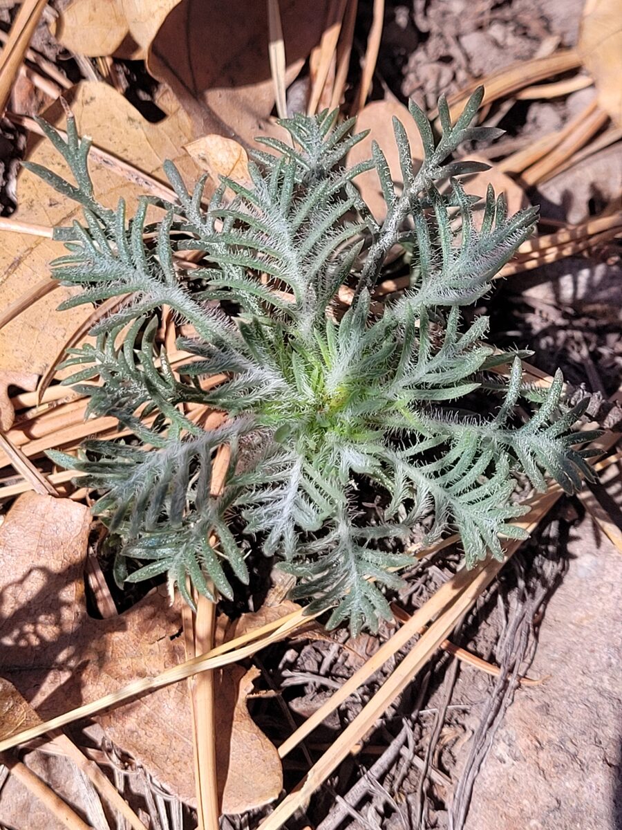 Ipomopsis aggregata - (Pursh.)V.E.Grant. (Skyrocket) — photo