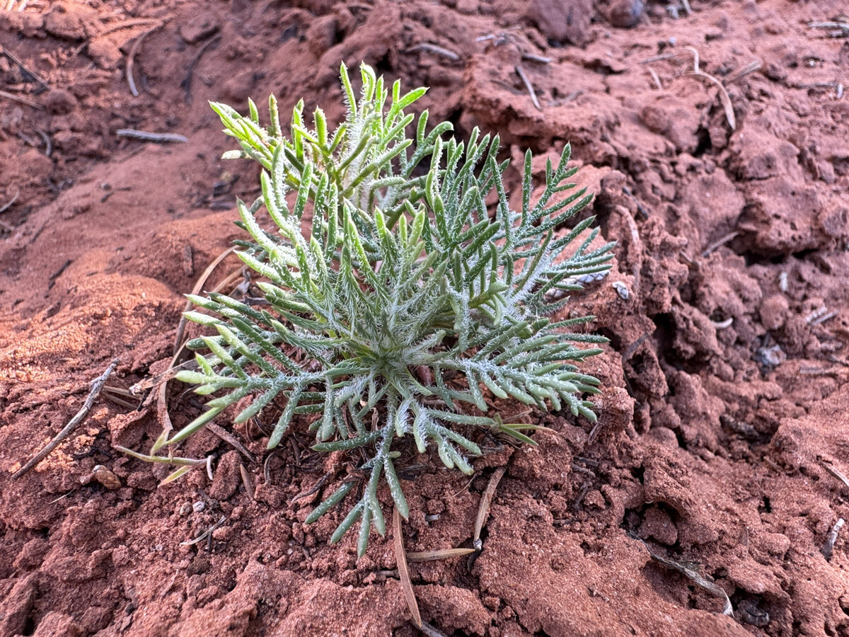 Ipomopsis aggregata - (Pursh.)V.E.Grant. (Skyrocket) — photo