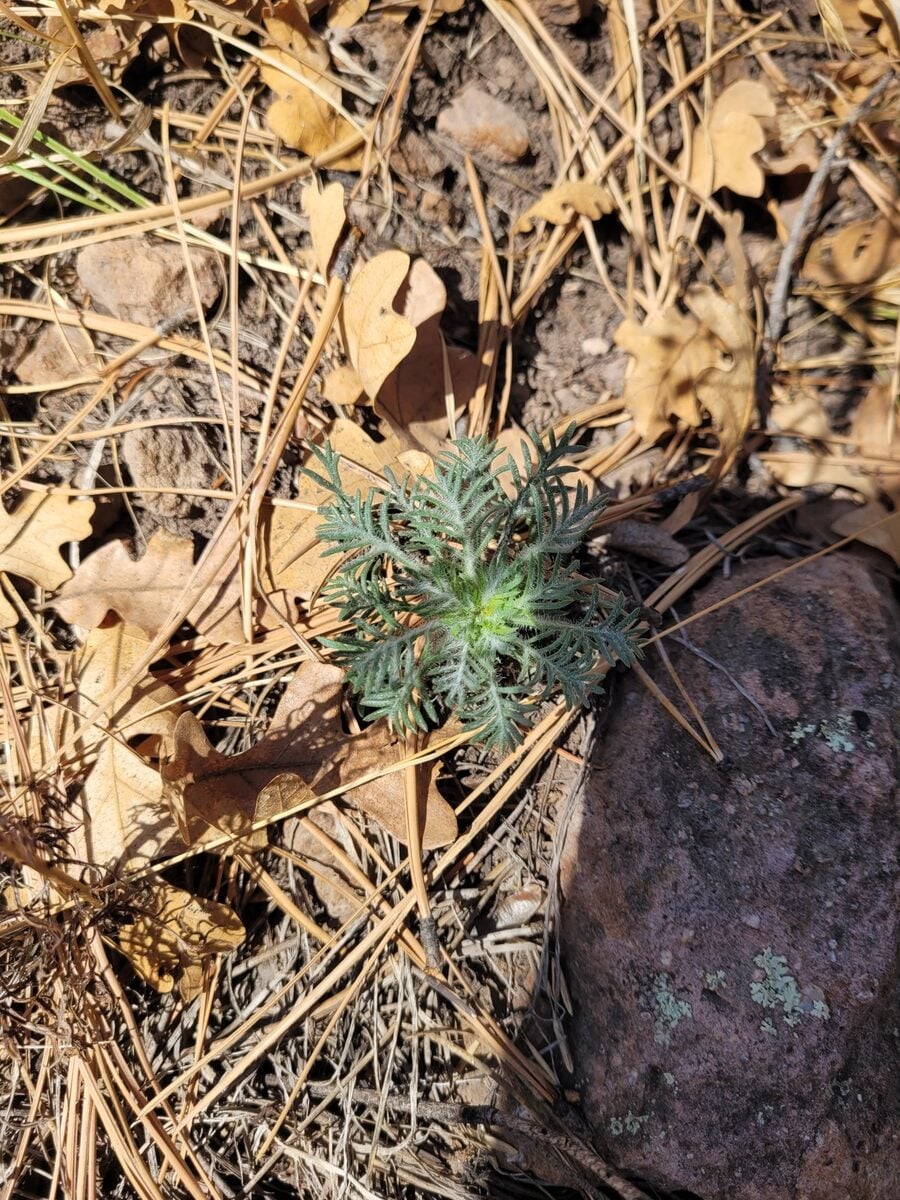 Ipomopsis aggregata - (Pursh.)V.E.Grant.