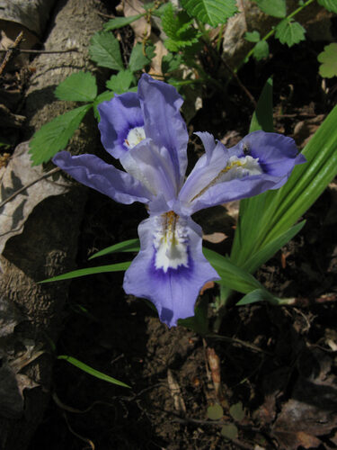 Iris cristata (Crested Iris) — photo