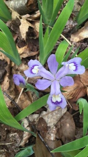Iris cristata (Crested Iris) — photo