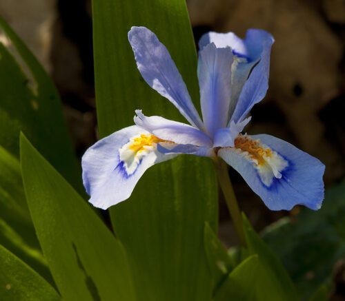 Iris cristata