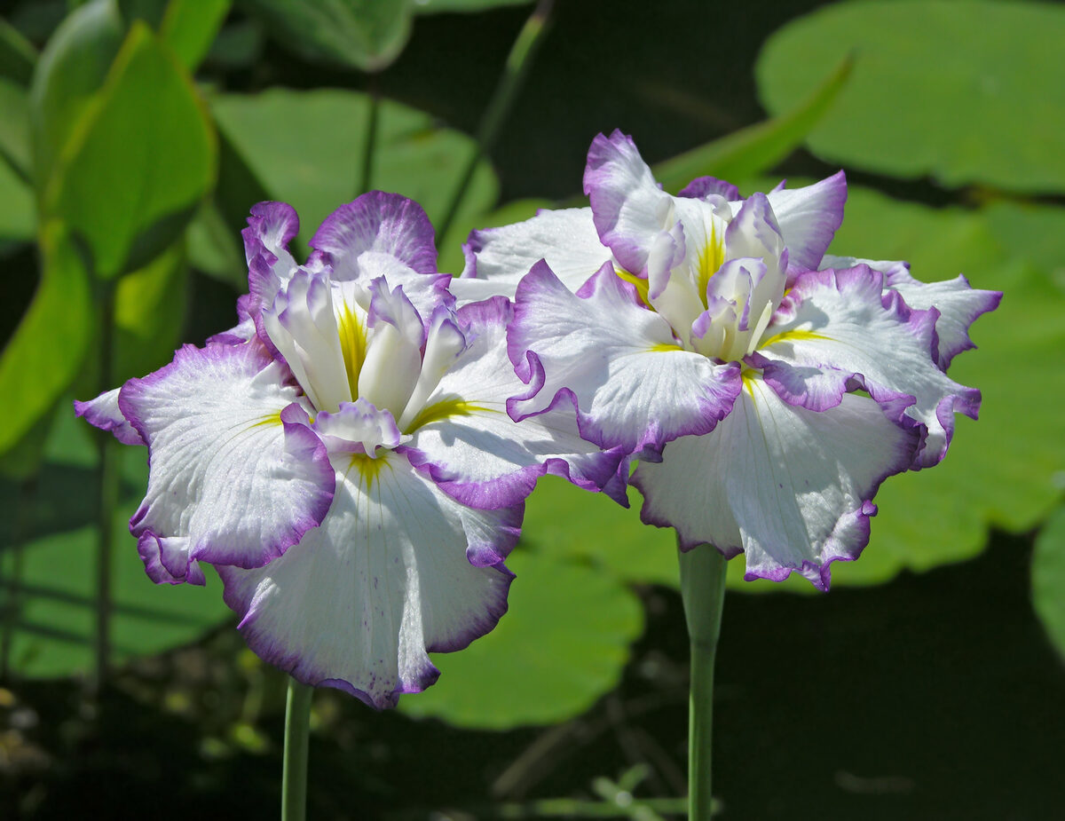 Iris ensata (Japanese Water Iris) — photo