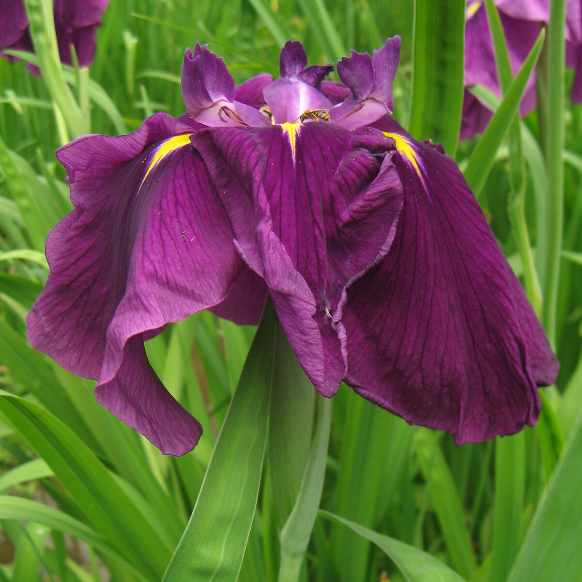 Iris ensata (Japanese Water Iris) — photo