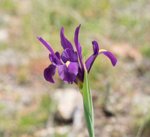 Iris filifolia — photo