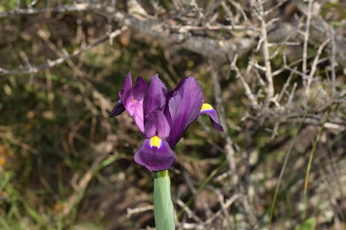 Iris filifolia — photo