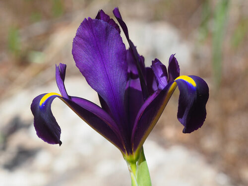 Iris filifolia