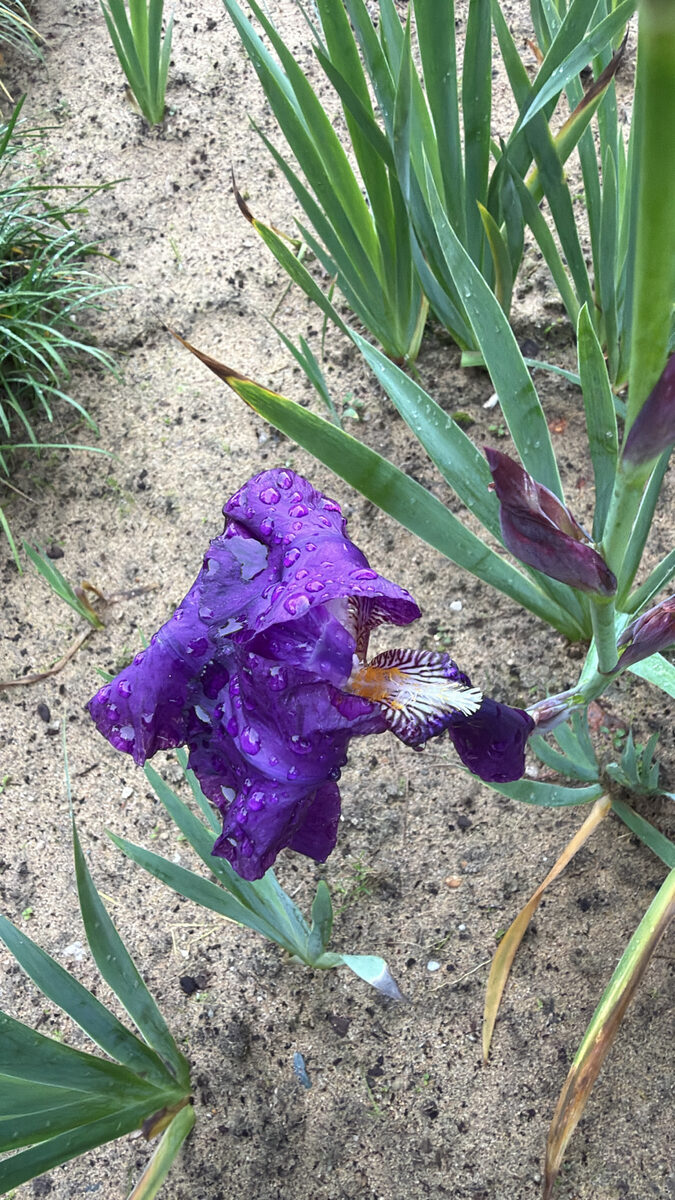 Iris germanica (Purple Flag) — photo