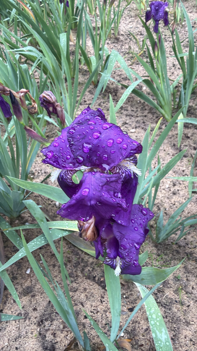 Iris germanica (Purple Flag) — photo