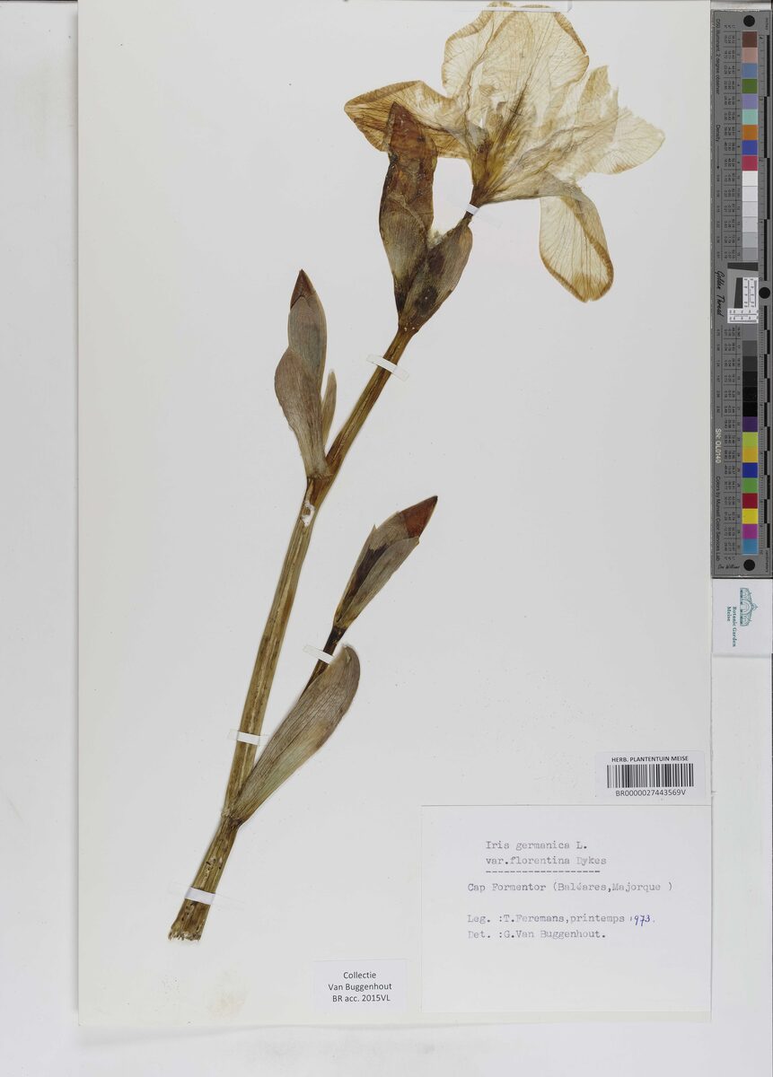 Iris germanica florentina - (L.)Dykes. (Orris) — photo