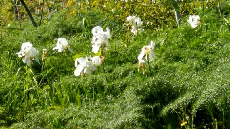 Iris germanica florentina - (L.)Dykes.