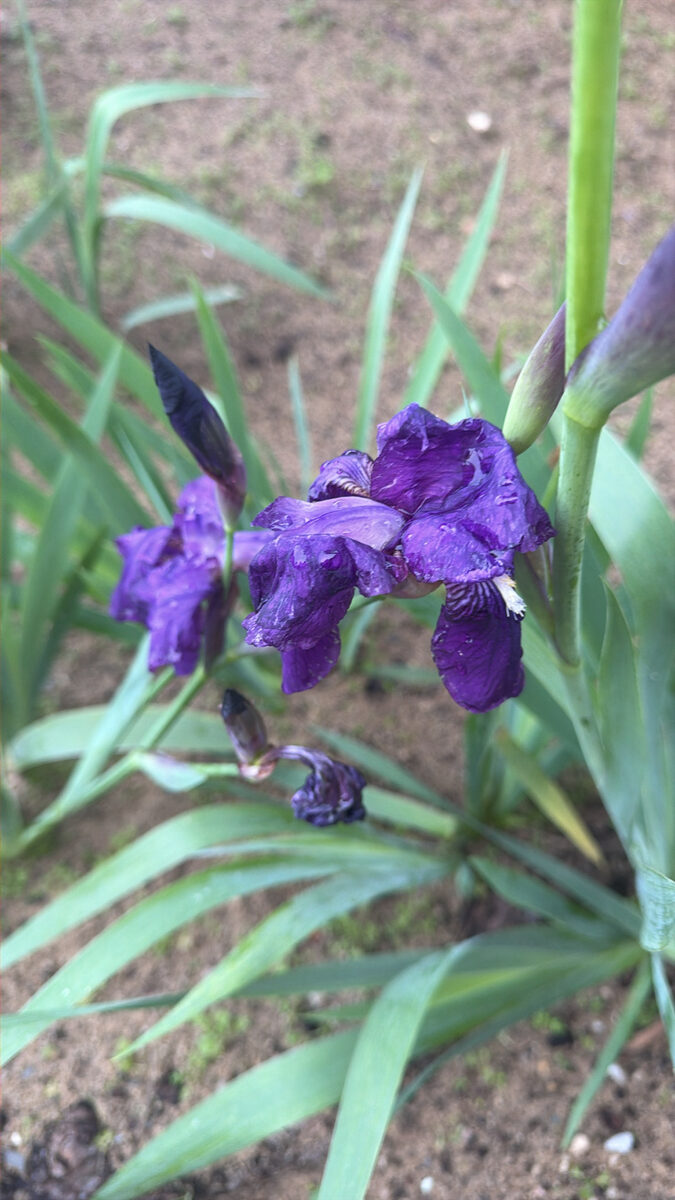 Iris germanica