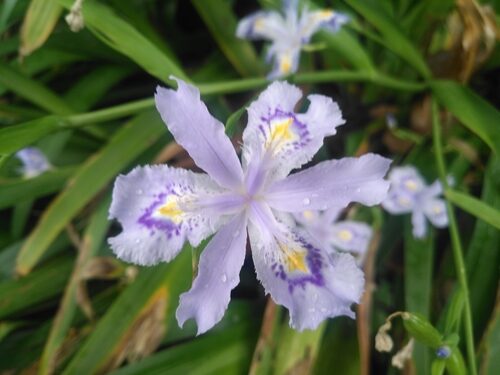 Iris japonica — photo