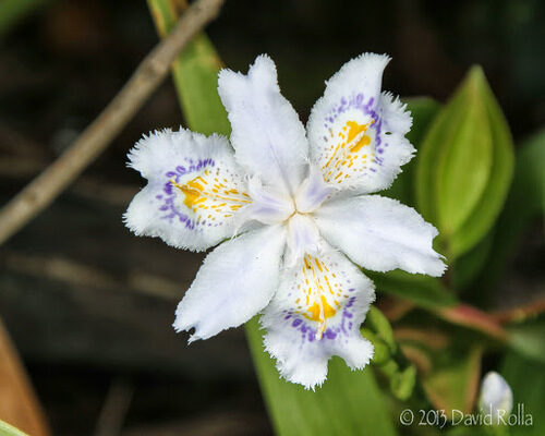 Iris japonica — photo