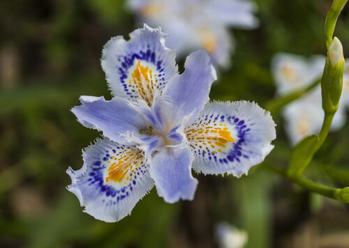 Iris japonica