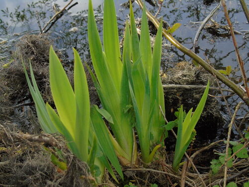 Iris pseudacorus (Yellow Flag) — photo