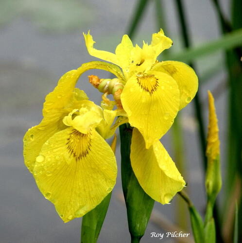 Iris pseudacorus