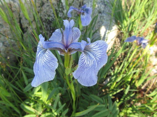 Iris setosa (Beachhead Iris) — photo